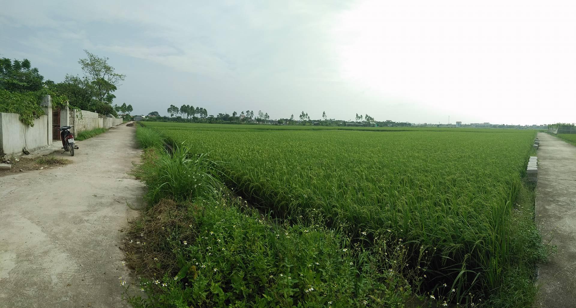 Cán bộ thôn tự ý phân lô bán ruộng